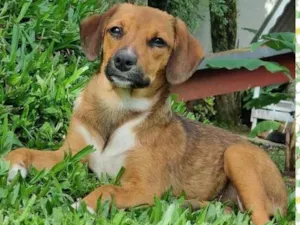Cachorro raça Srd idade 2 a 6 meses nome ANAÍ