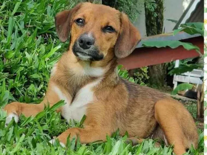 Cachorro ra a Srd idade 2 a 6 meses nome ANAÍ