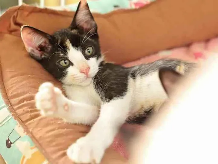 Gato raça SRD idade 2 a 6 meses nome Modesty