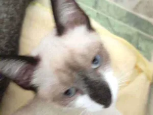 Gato raça Srd idade 2 a 6 meses nome Boneca