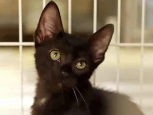 Gato raça SRD idade 2 a 6 meses nome Newt