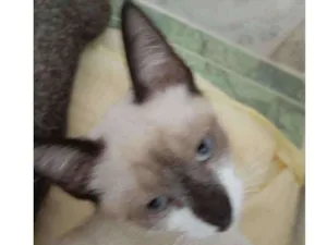 Gato raça Srd idade 2 a 6 meses nome Filomena
