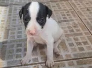 Cachorro ra a Vira lata idade 2 a 6 meses nome Filhotes 