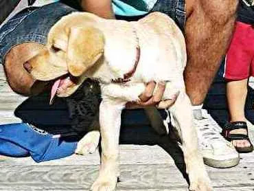 Cachorro raça Labrador idade 5 anos nome Guerreiro