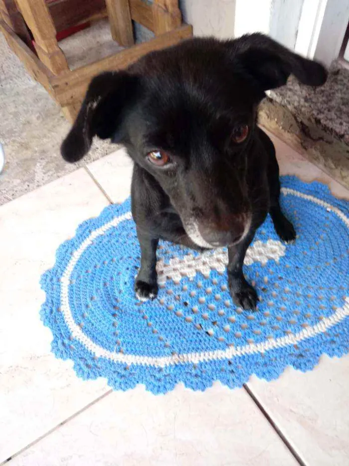 Cachorro ra a Vira lata idade 6 ou mais anos nome Anita