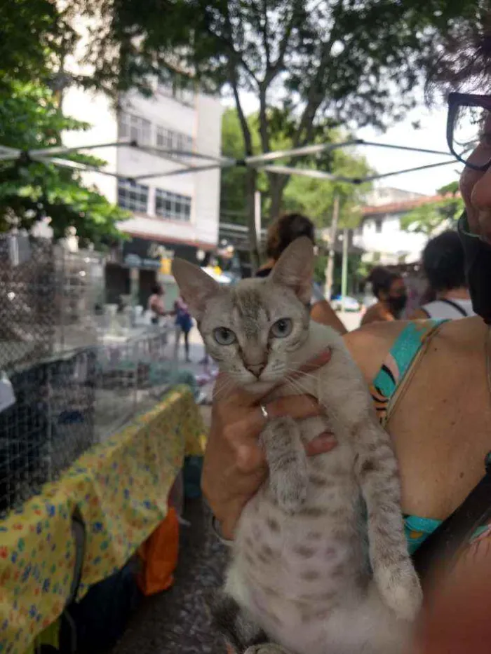 Gato ra a Mestiça de siamês idade 7 a 11 meses nome Lili