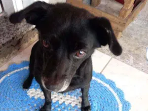 Cachorro raça Vira lata idade 6 ou mais anos nome Anita
