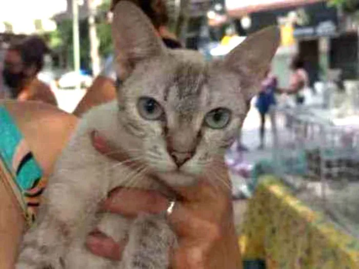 Gato ra a Mestiça de siamês idade 7 a 11 meses nome Lili