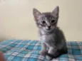 Gato raça Srd idade Abaixo de 2 meses nome Sem nome
