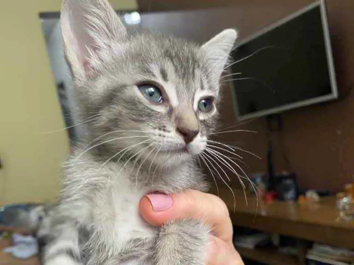Gato raça Srd idade Abaixo de 2 meses nome Sem nome