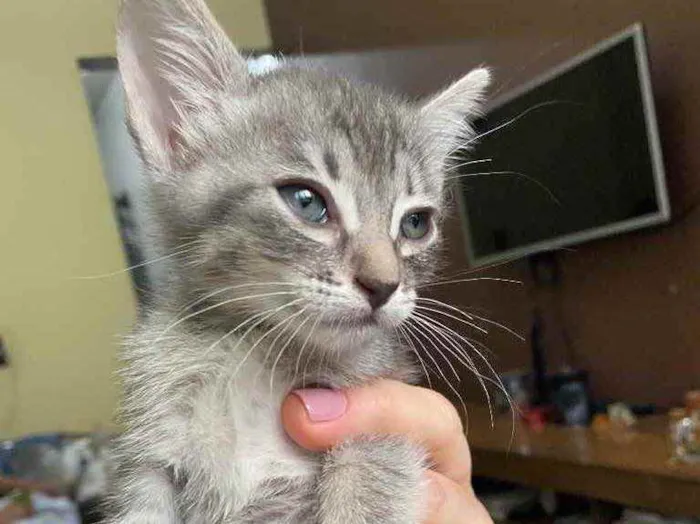 Gato raça Srd idade Abaixo de 2 meses nome Sem nome