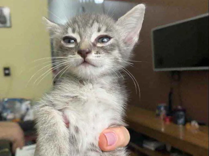 Gato raça Srd idade Abaixo de 2 meses nome Sem nome