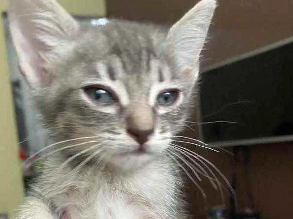 Gato raça Srd idade Abaixo de 2 meses nome Sem nome