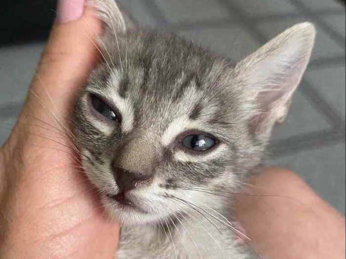 Gato raça Srd idade Abaixo de 2 meses nome Sem nome