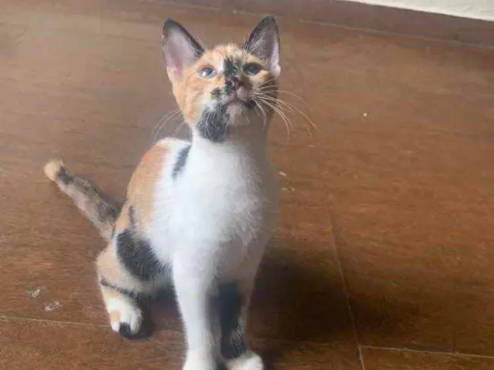 Gato raça Srd idade 7 a 11 meses nome Paloma