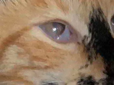 Gato raça Srd idade 7 a 11 meses nome Paloma