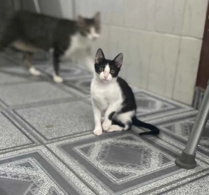 Gato raça Srd idade 2 a 6 meses nome Katita