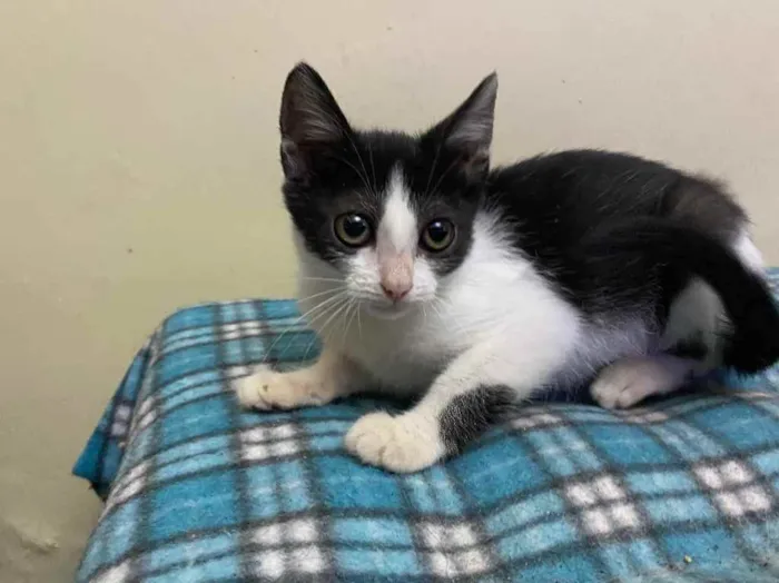 Gato raça Srd idade 2 a 6 meses nome Katita