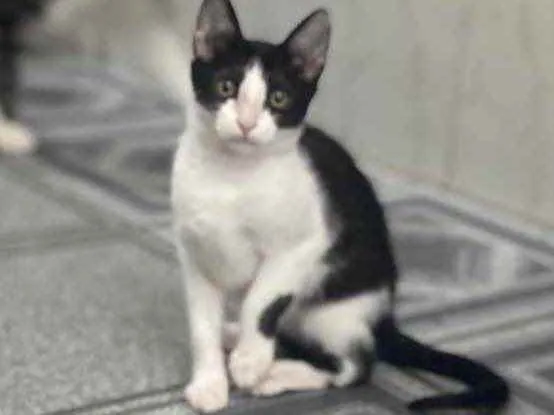 Gato raça Srd idade 2 a 6 meses nome Katita