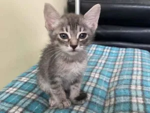 Gato raça Srd idade Abaixo de 2 meses nome Sem nome