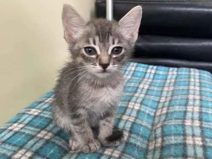 Gato raça Srd idade Abaixo de 2 meses nome Sem nome