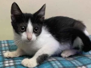 Gato raça Srd idade 2 a 6 meses nome Katita