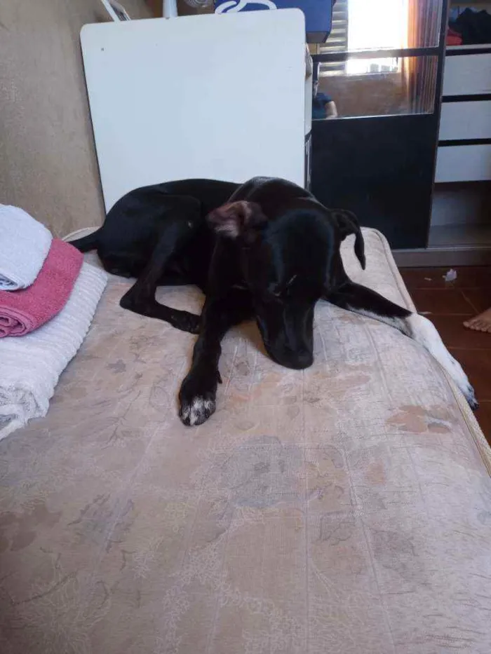 Cachorro raça SRD idade 2 anos nome Zara