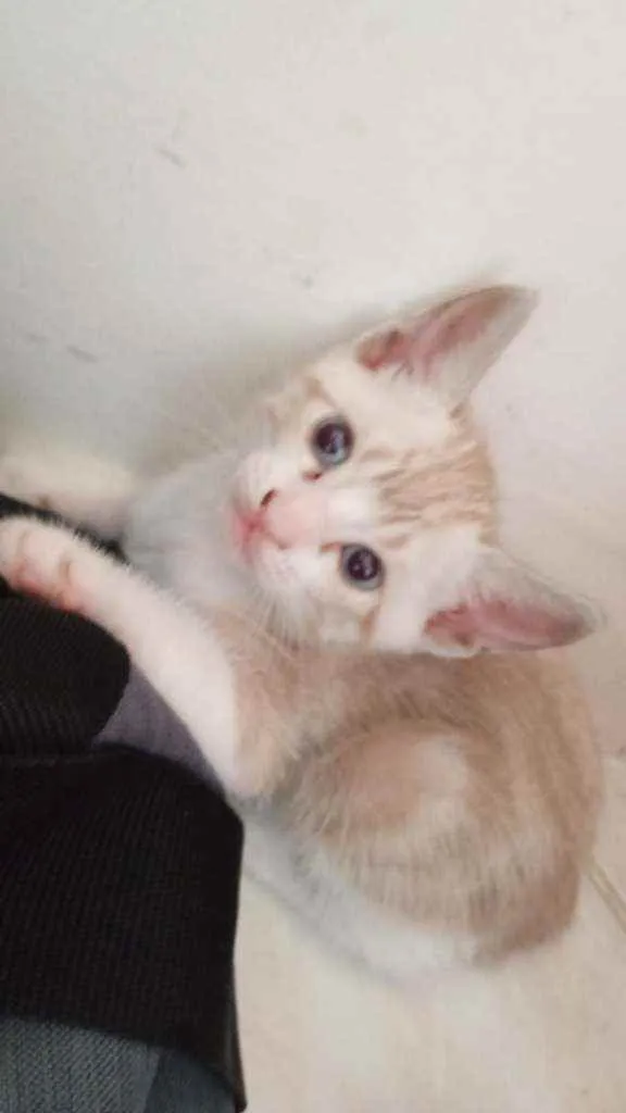 Gato raça siames idade 2 a 6 meses nome Dudu