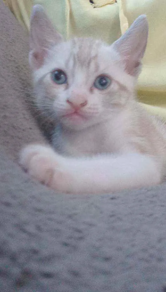 Gato raça siames idade 2 a 6 meses nome Dudu