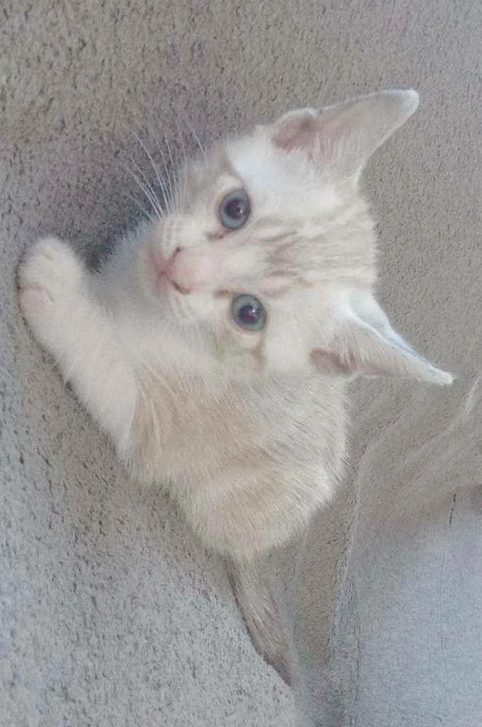 Gato raça siames idade 2 a 6 meses nome Dudu