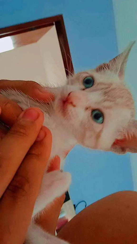 Gato raça siames idade 2 a 6 meses nome Dudu