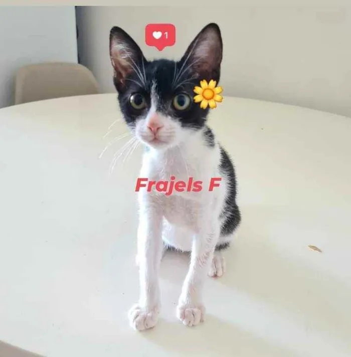 Gato ra a srd idade 2 a 6 meses nome Na descrição*