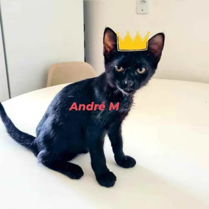 Gato ra a srd idade 2 a 6 meses nome Na descrição*