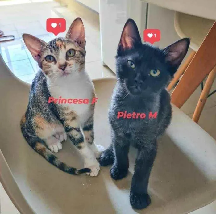 Gato ra a srd idade 2 a 6 meses nome Na descrição*