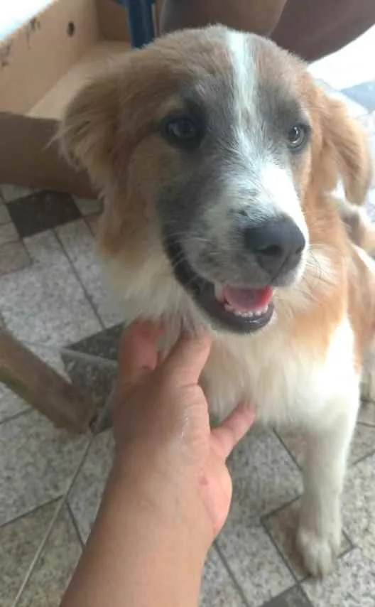 Cachorro raça SRD idade 7 a 11 meses nome Não tem nome
