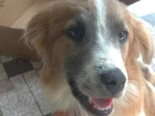 Cachorro raça SRD idade 7 a 11 meses nome Não tem nome