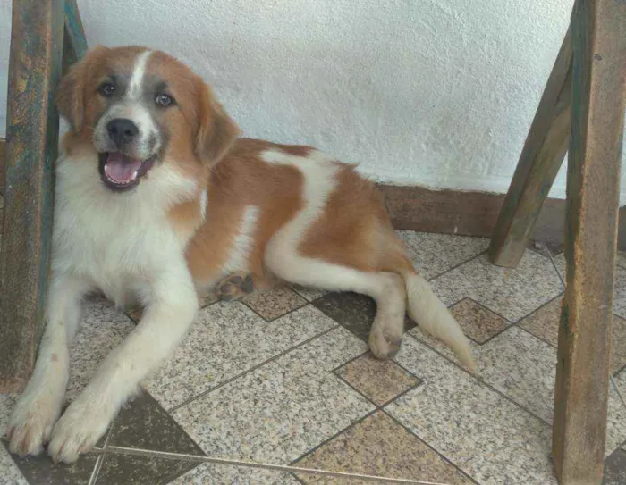 Cachorro raça SRD idade 7 a 11 meses nome Não tem nome