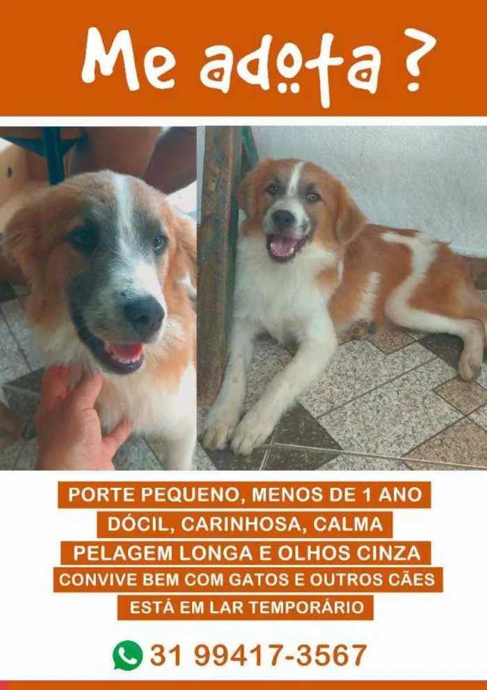 Cachorro raça SRD idade 7 a 11 meses nome Não tem nome