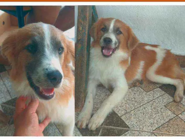 Cachorro raça SRD idade 7 a 11 meses nome Não tem nome