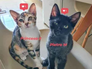 Gato raça srd idade 2 a 6 meses nome Na descrição*