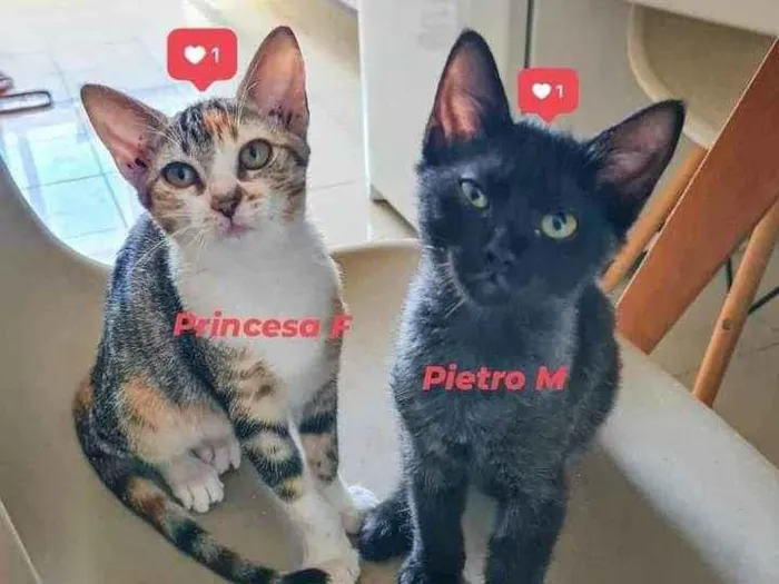 Gato ra a srd idade 2 a 6 meses nome Na descrição*