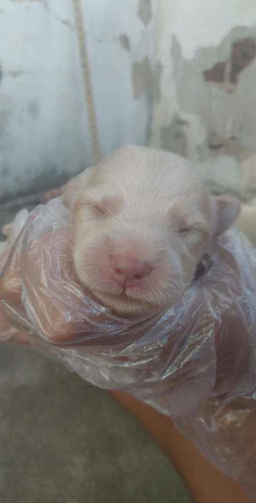 Cachorro ra a Mestiço  idade Abaixo de 2 meses nome Sem nome 