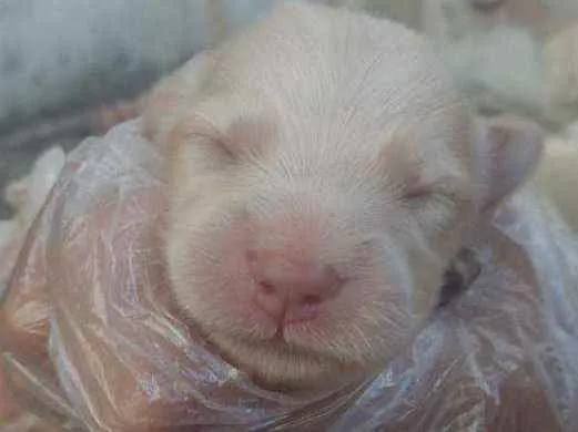 Cachorro ra a Mestiço  idade Abaixo de 2 meses nome Sem nome 