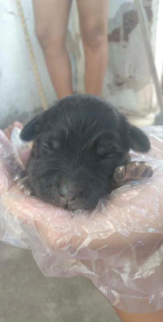 Cachorro ra a Mestiço  idade Abaixo de 2 meses nome Sem nome 