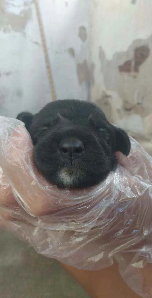 Cachorro ra a Mestiço  idade Abaixo de 2 meses nome Sem nome 