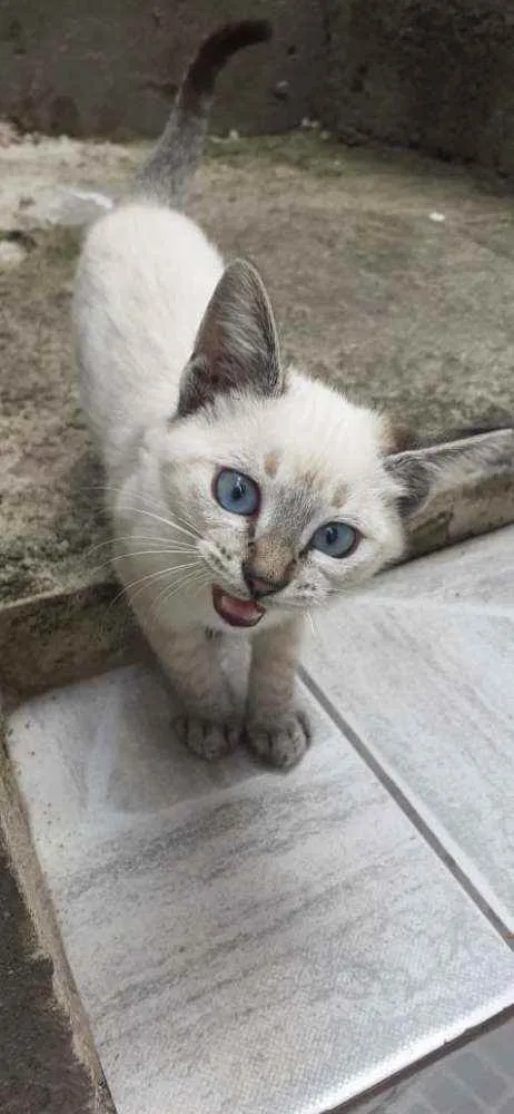 Gato raça SRD idade Abaixo de 2 meses nome Gatinhas