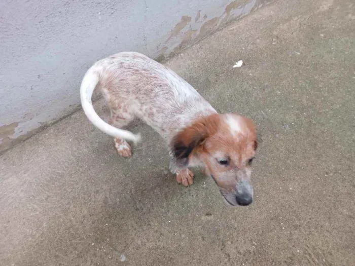 Cachorro raça Não sei, mais acho q é vira la idade 2 a 6 meses nome Mel