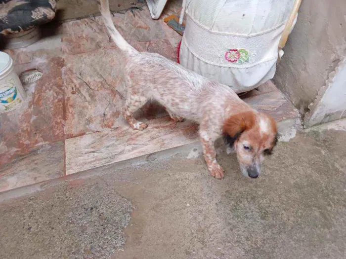 Cachorro raça Não sei, mais acho q é vira la idade 2 a 6 meses nome Mel