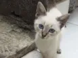 Gato raça SRD idade Abaixo de 2 meses nome Gatinhas