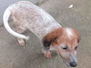 Cachorro raça Não sei, mais acho q é vira la idade 2 a 6 meses nome Mel